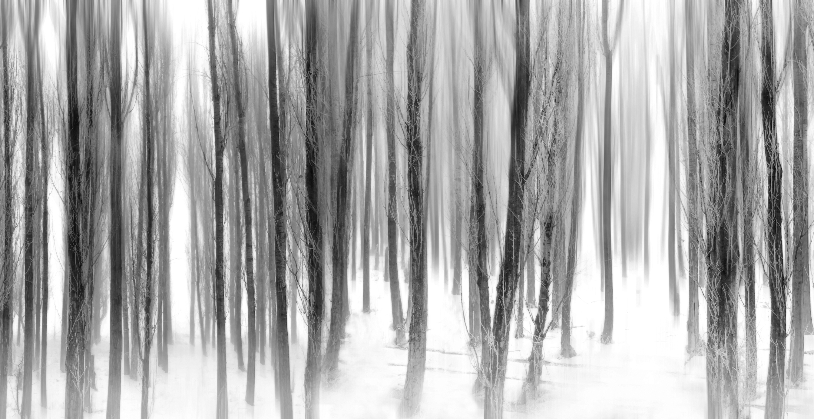 Abstract nature. Black white forest background.